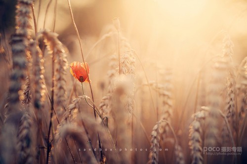 人像必備 購(gòu)買85mm定焦鏡頭的五大理(lǐ)由